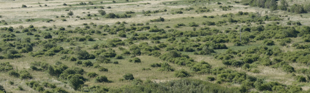 Günther Vogt. Didascalia: Terreni agricoli abbandonati in Croazia. Foto: Staffan Widstrand, Rewilding Europe