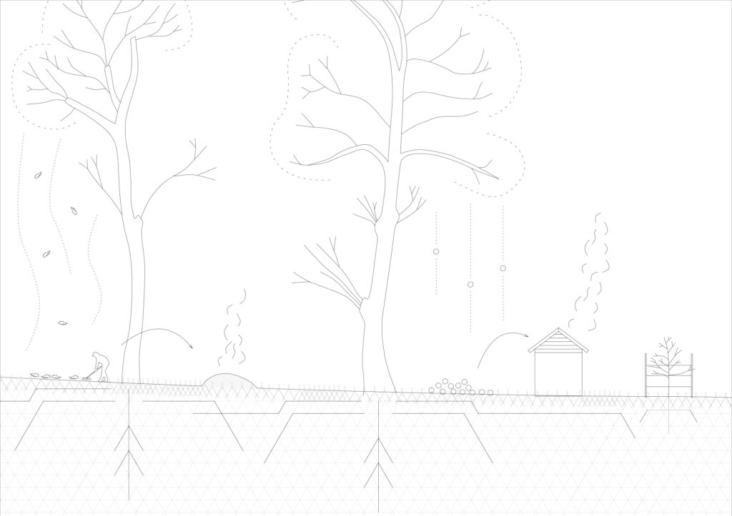 Sectional drawing through a chestnut orchard in November showing not only tree and grass layer of the system, but also moments such as leaf raking and burning as well as fruit harvesting and drying © Chair of Being Alive, ETH Zürich, 2023