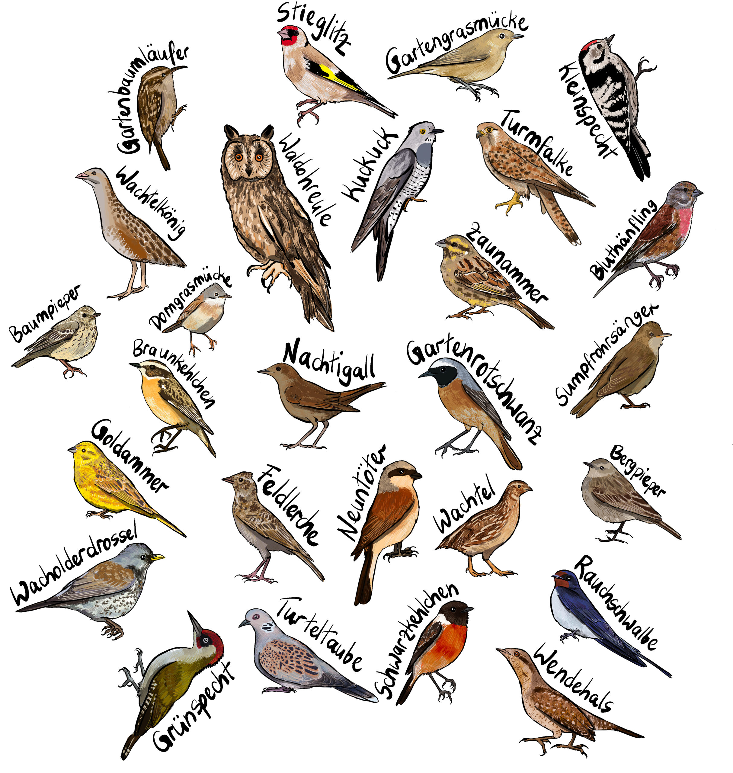 Prioritäre Vogelarten der Schweiz, die regionsübergreifend in allen landwirtschaftlichen Zonen vorkommen @ Noëlle Klein, ETH Zürich