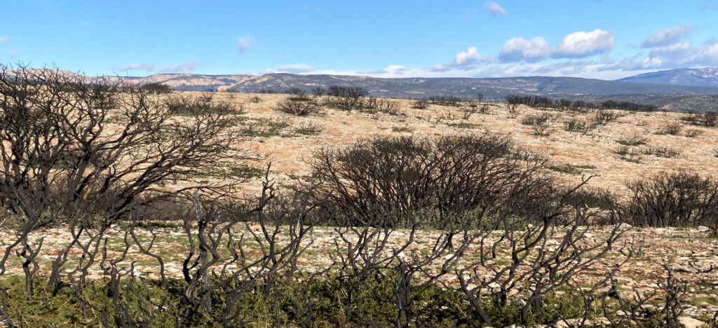 Baldomar, Spain: Burned Oak Trees after the Fire, Chair of Being Alive, 2022