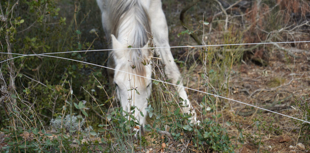 Senan, Spain: Grazing horses in the forest, Chair of Being Alive, 2023