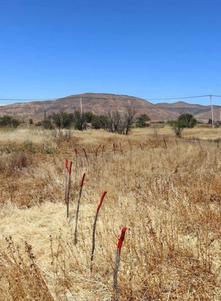 Til-Til, Cile: Marcatura dello spazio delle radici intorno agli alberi, Chair of Being Alive, 2023